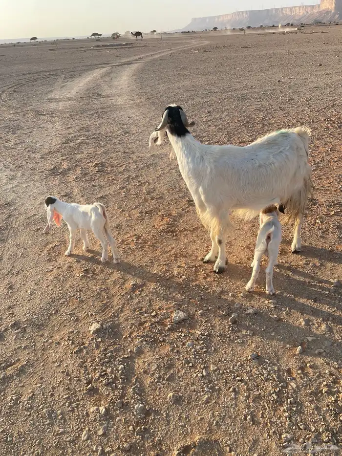 معزا متابيع 24