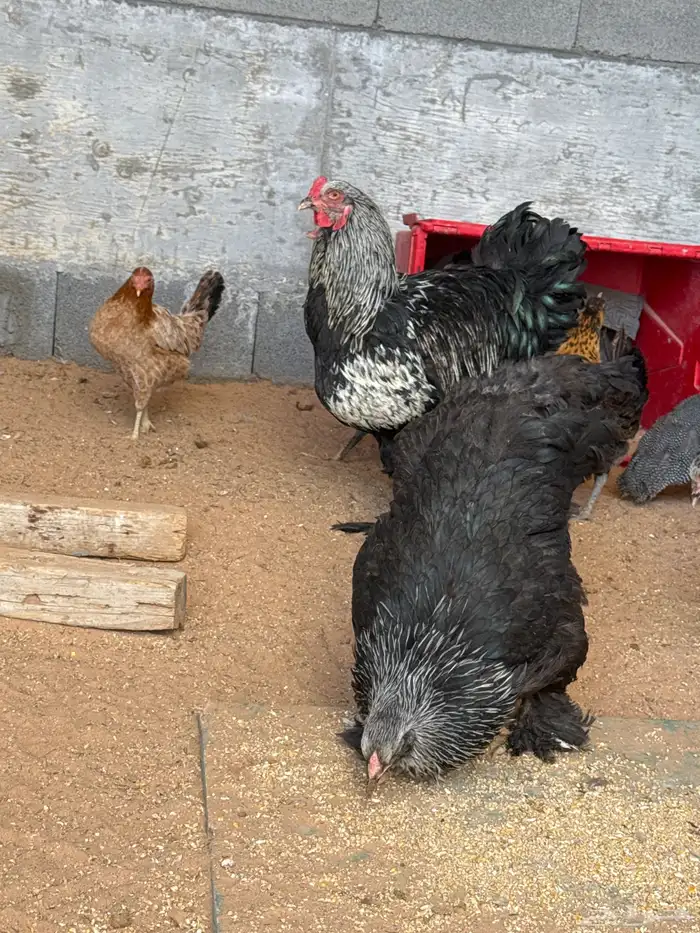 دجاج امريكي للبيع ودجاج بلدي للبيع 5