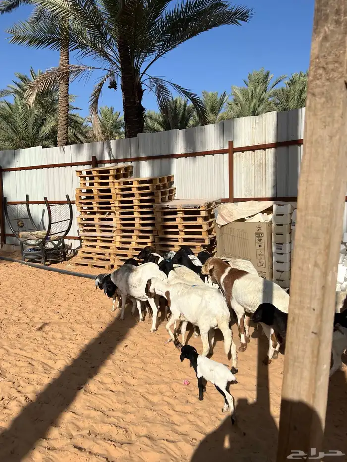 شياه برابر 0