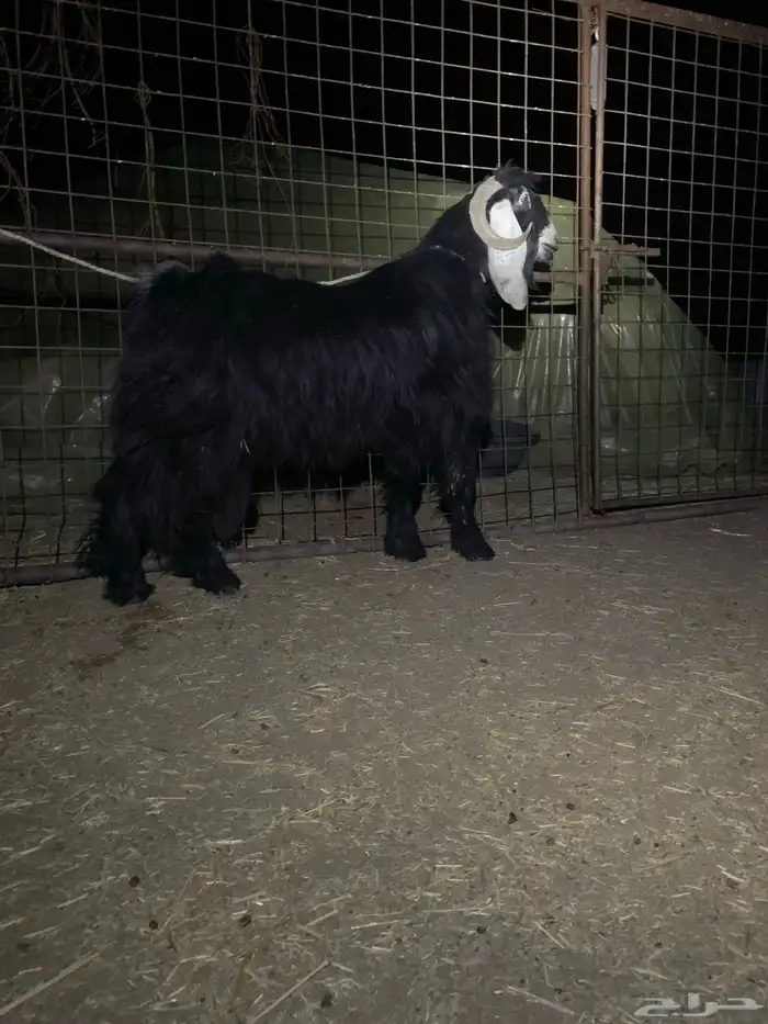 تيس فحل عارضي 2