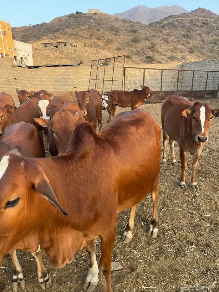 حسلان بلدي للبيع 0