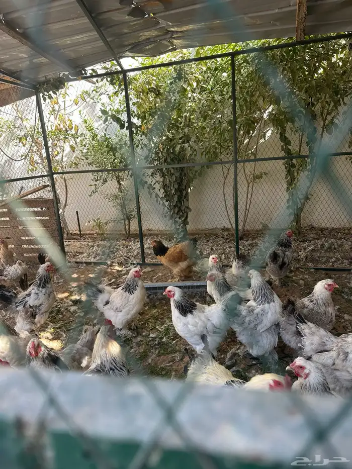دجاج بلدي ودجاج براهما كلومبي وشبوك دجاج 3 2 وخزان ماء 8