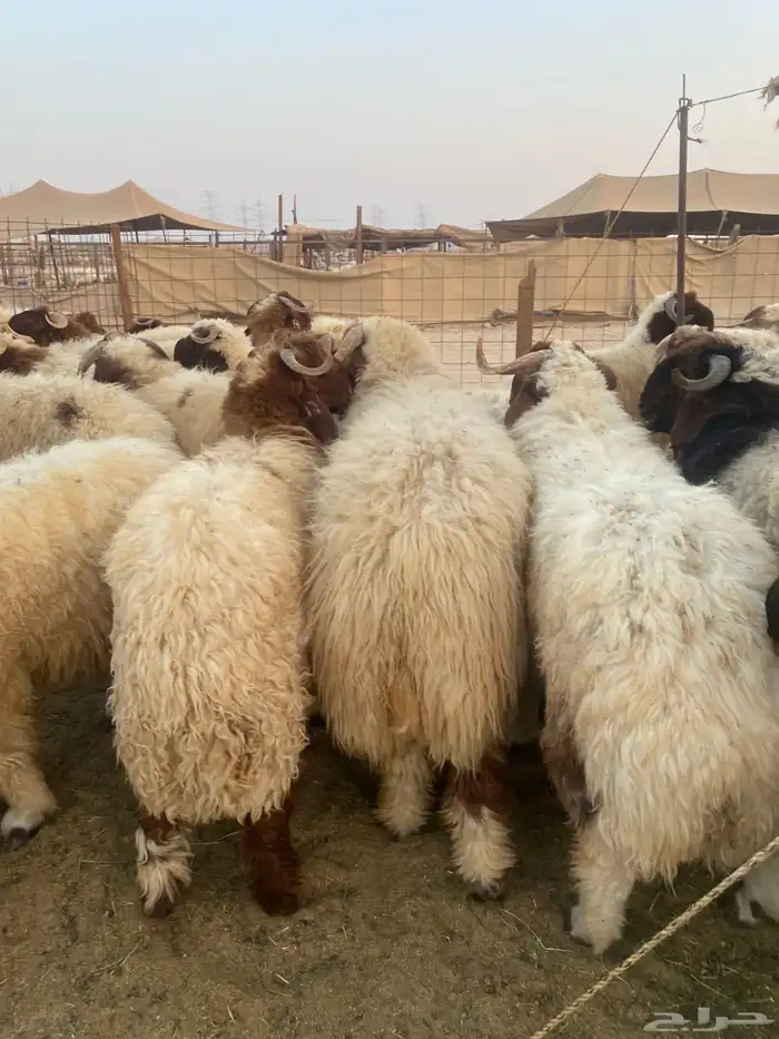 طليان نعيمي فواخر 13