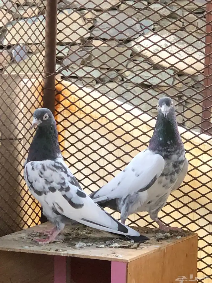 حمام تيدي بيور 4