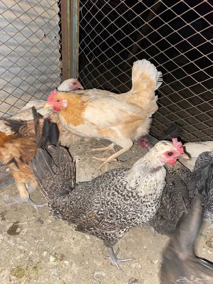 دجاج بلدي بياض وحضان شرط 0