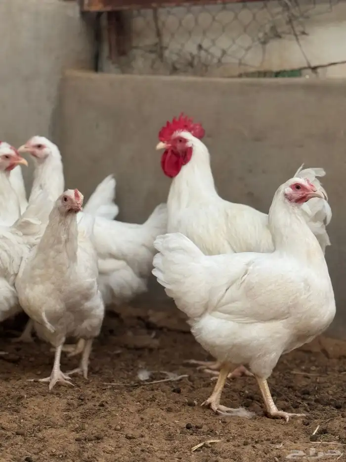 دجاج تركي ابيض صافي جروم طيبه ماشاءالله 8