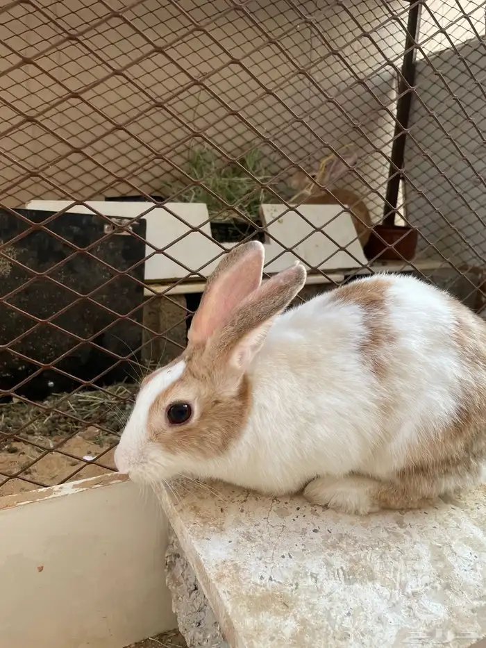 أرانب للبيع 1