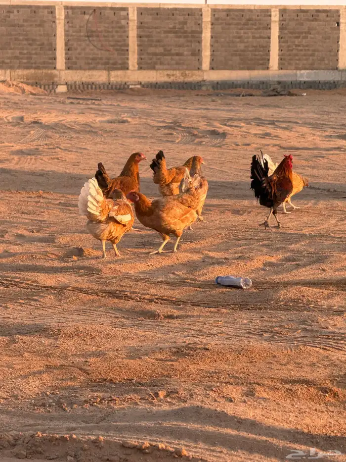 دجاج تركي للبيع 7 ويك 1 2