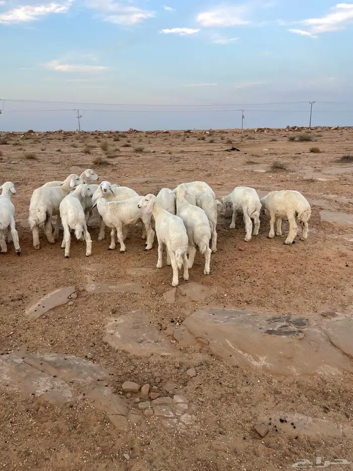 بهم حري مراح واحد 1