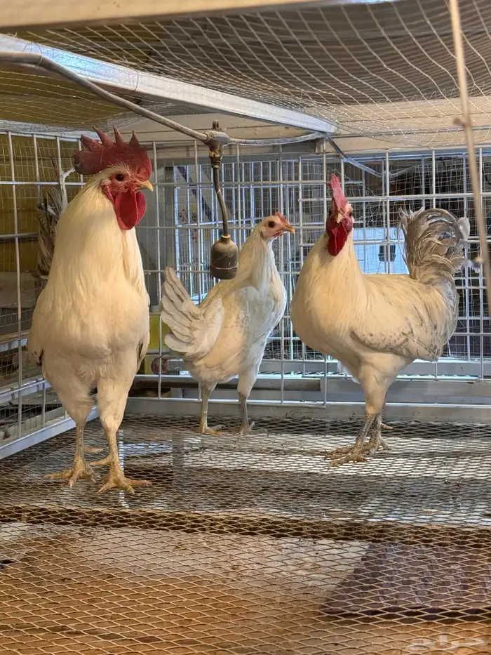 ديكين ودجاجة فيومي المنيوم 2