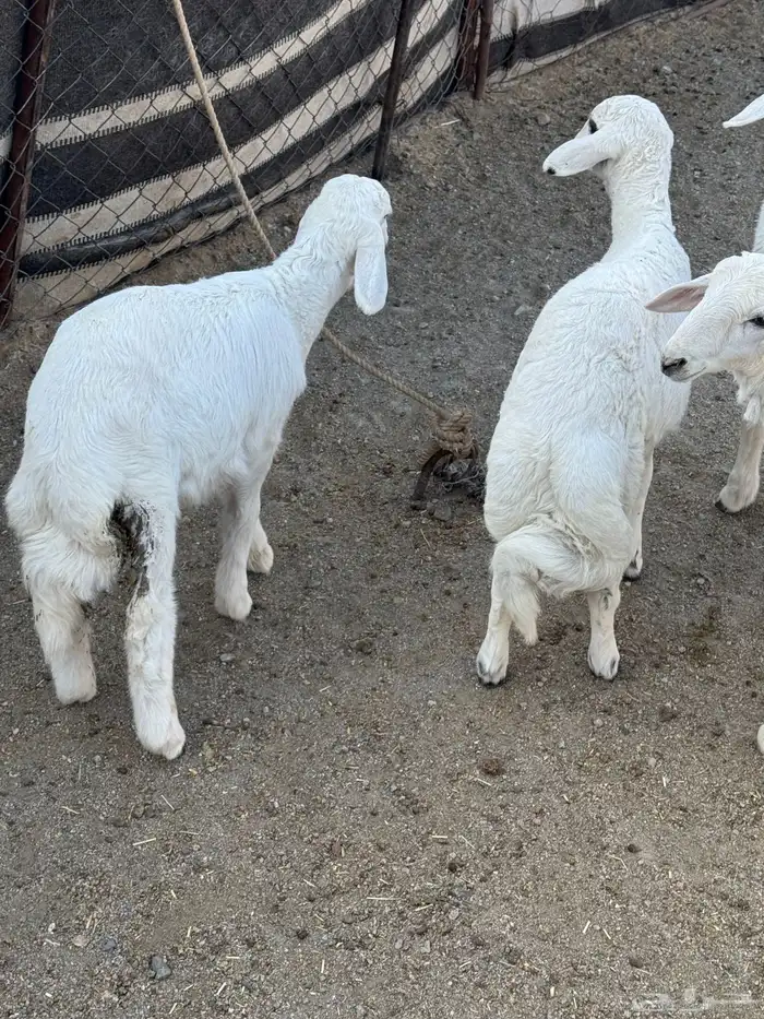 5 خرفان كفو كفو 5