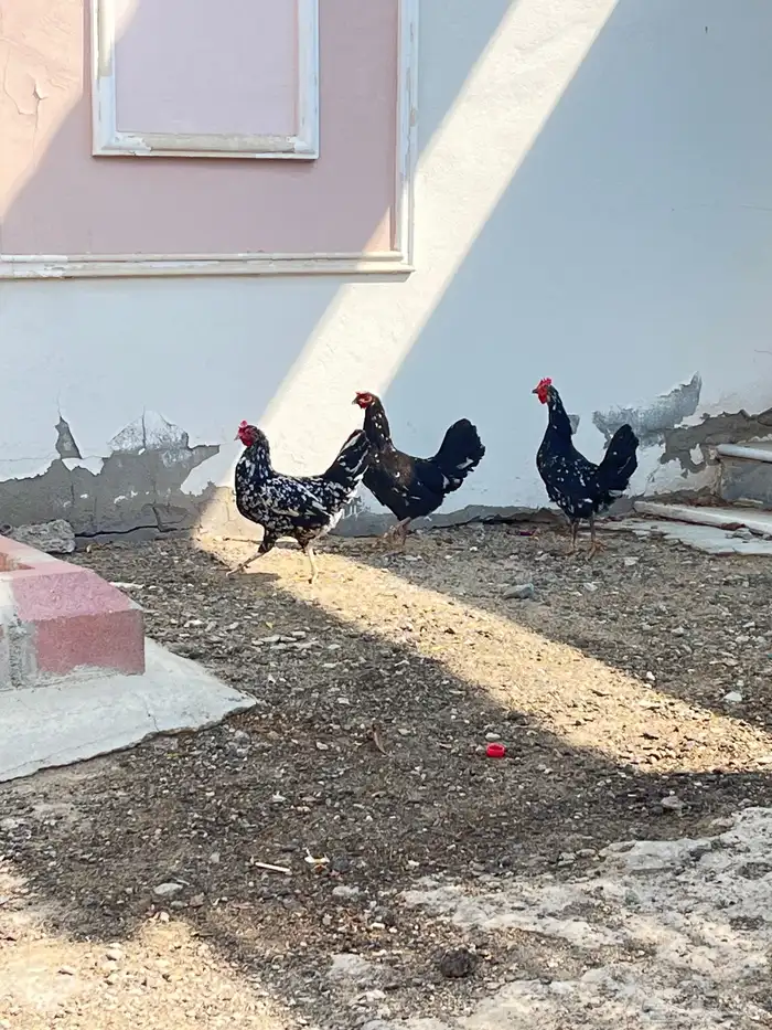 دجاج بلدي فاخر للبيع 4