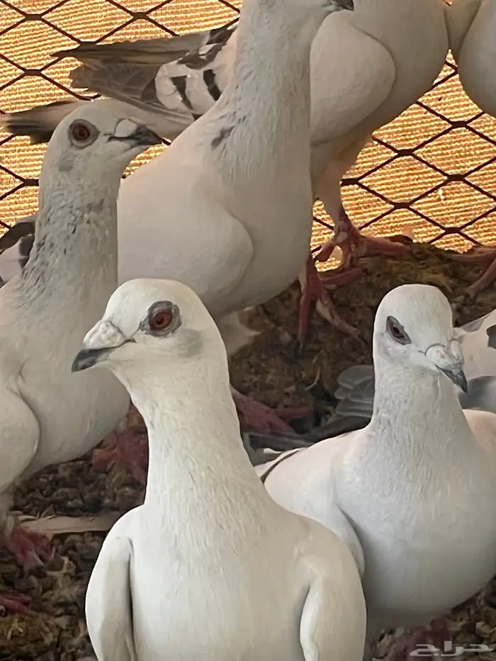 حمام شفرات شامي 4