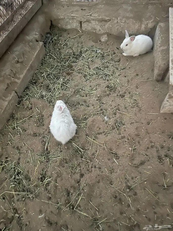 ارانب للبيع 1
