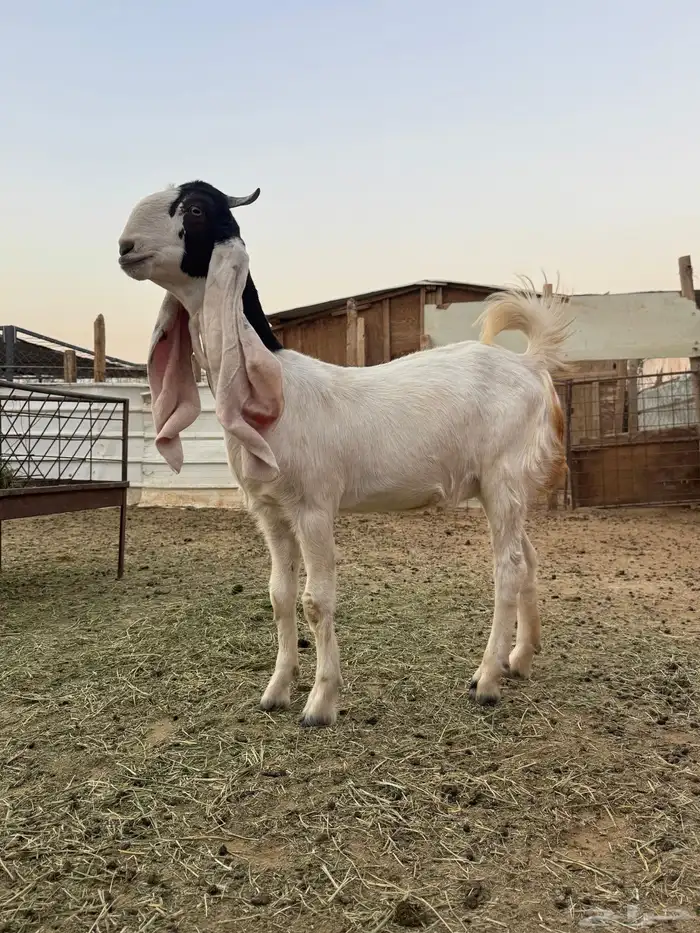 جفره مطوره 5