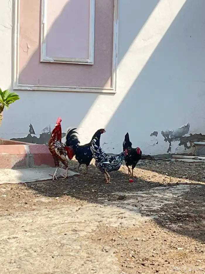 دجاج بلدي فاخر للبيع 2