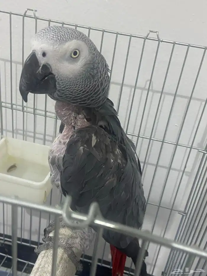 للبيع كاسكو ب 1500 متكلم 0