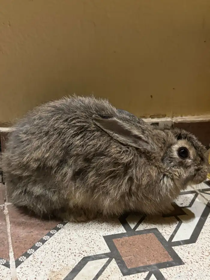 أرانب بلدي 2