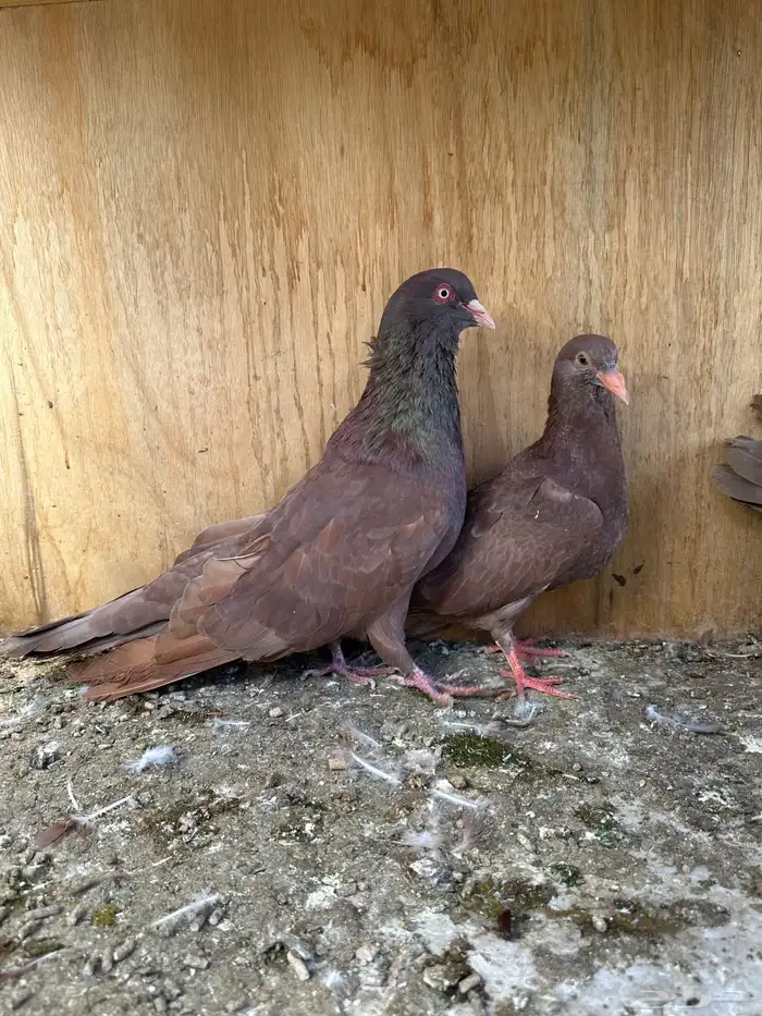 حمام مصري مالطي فاخر 6