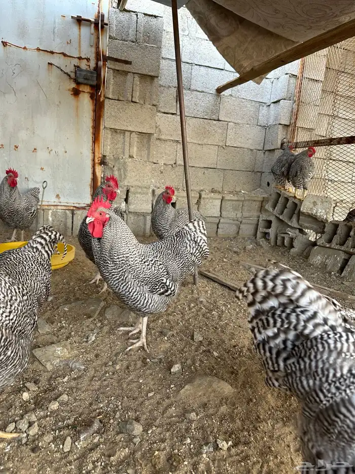 ديوك امروك صافي شرط 9