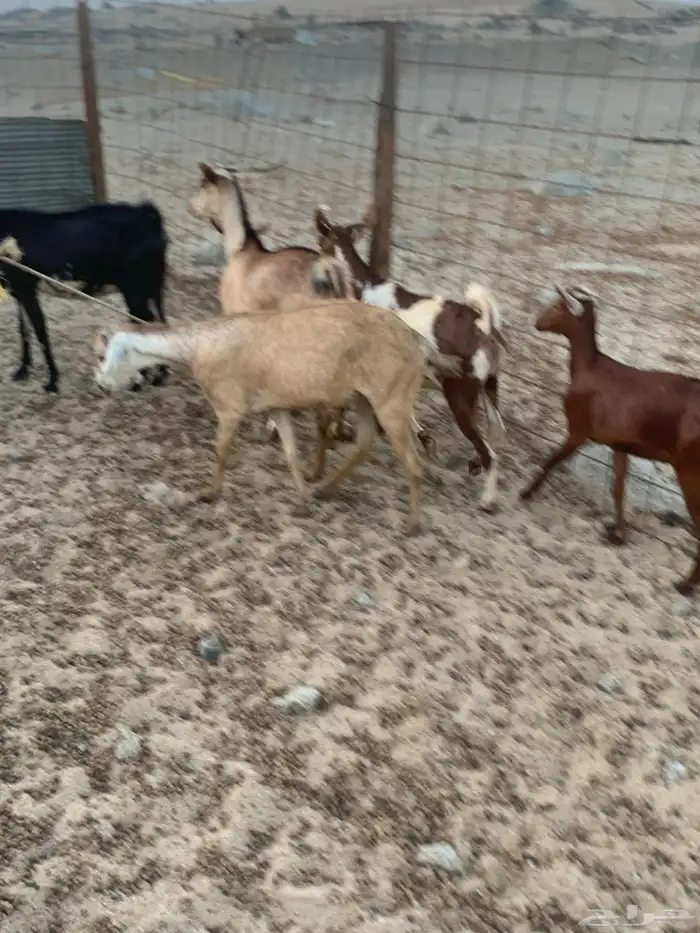 للبيع معزا جنوبية مواليد ودفيع 7