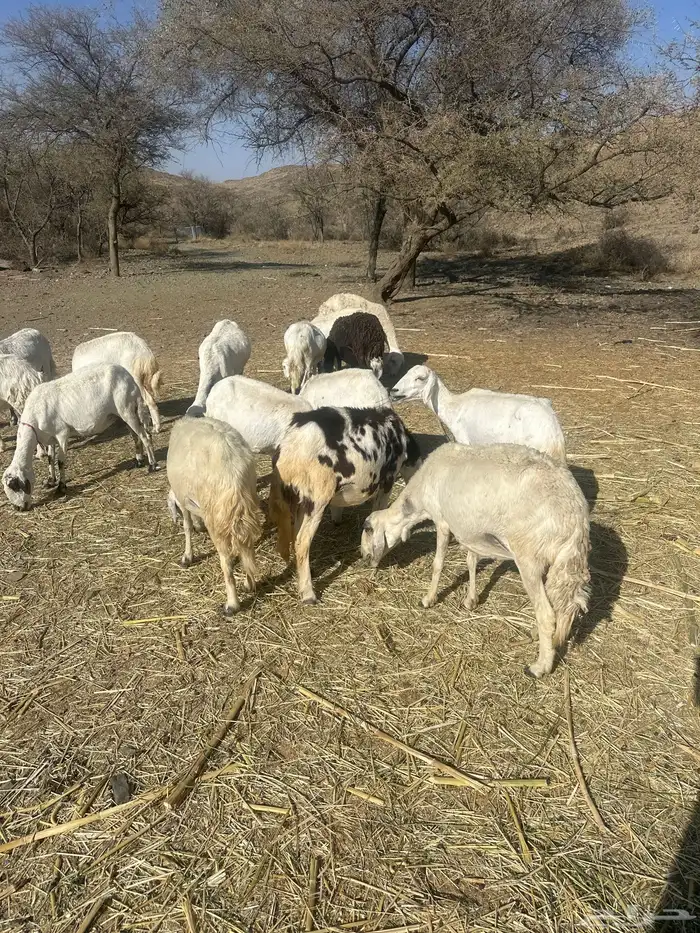 15 من الضان دفع و شرط من كل عذروب 0