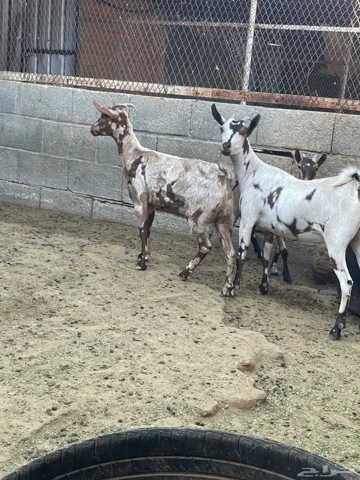 ماعز عماني جيشي 2