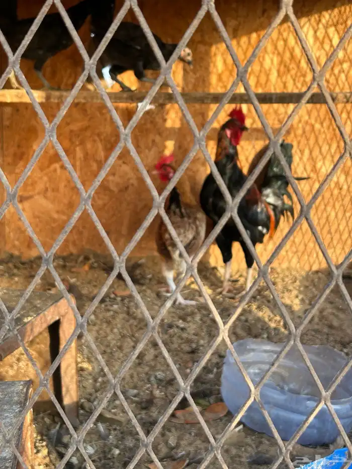 ديك ودجاج مع 2 1