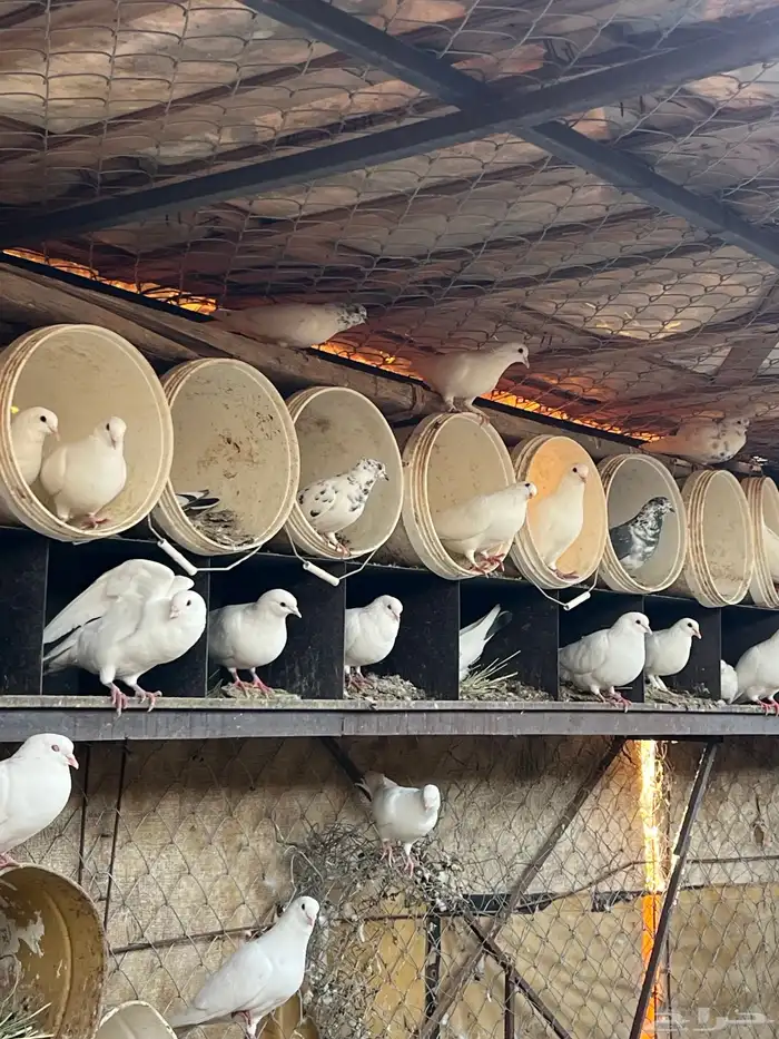 حمام فرنسي 1