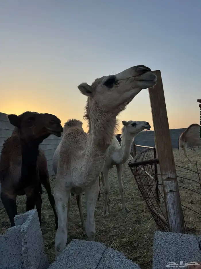 قعود وبكرتين البيع 5