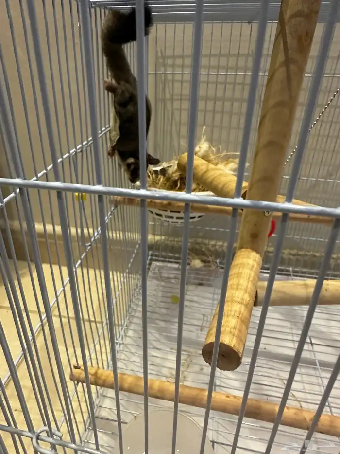 2 صغار لسنجاب طائر (شوقر جلايدر) 3