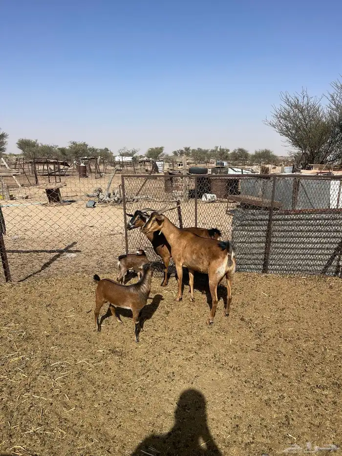 معزا دهم لون صيد 4