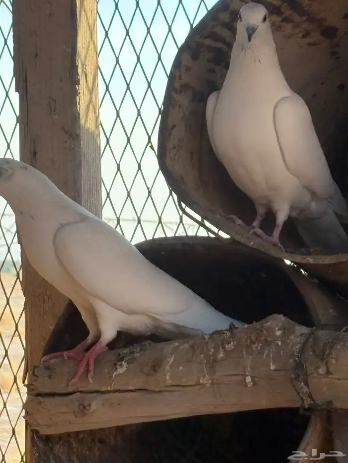 حمام بكستاني شتري عيون سود وشوي بيض 9