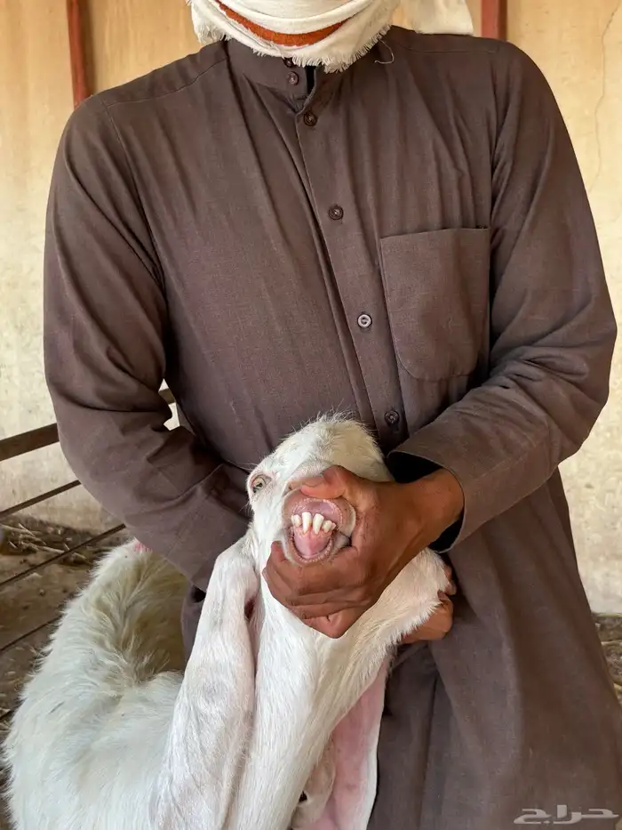 للبيع ماعز بيض دفيع 10