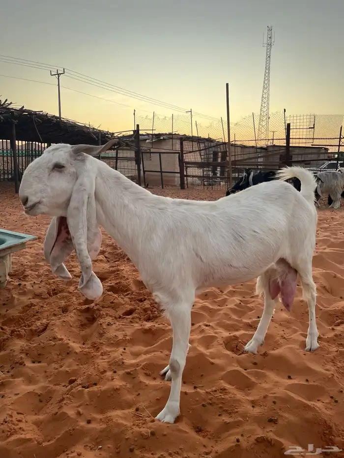 عنز مطوره بيضا برصا حليب وافر بحر مشروكه 0
