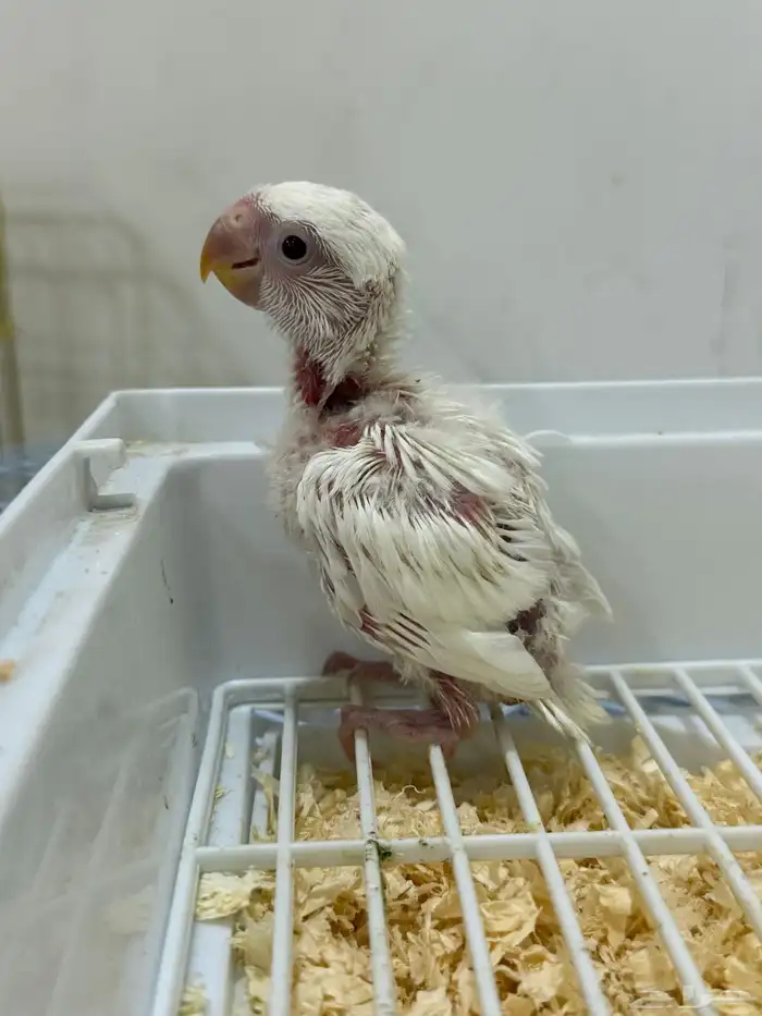 فروخ روز غر البينو عيون حمر 3