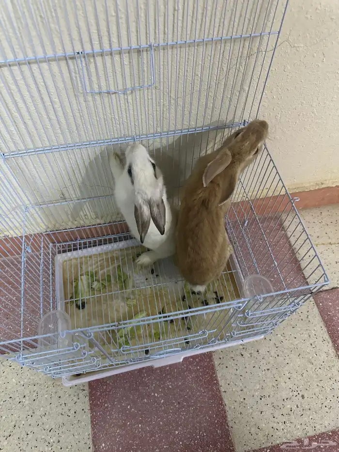 أرانب للبيع 1