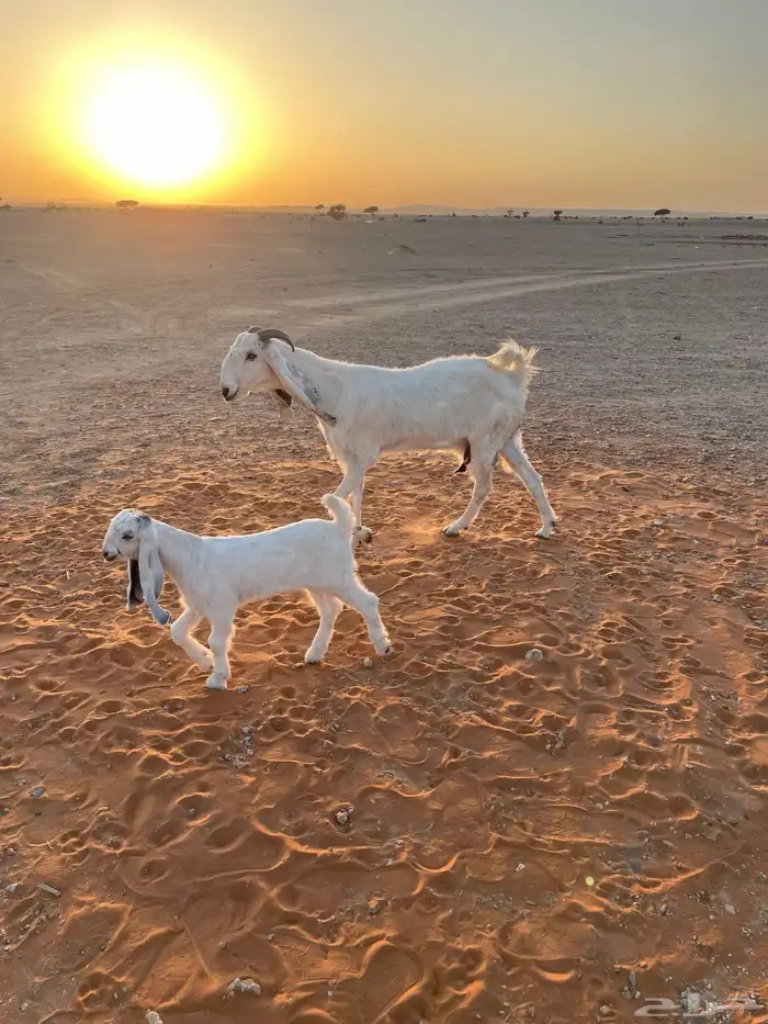 معزا متابيع 4