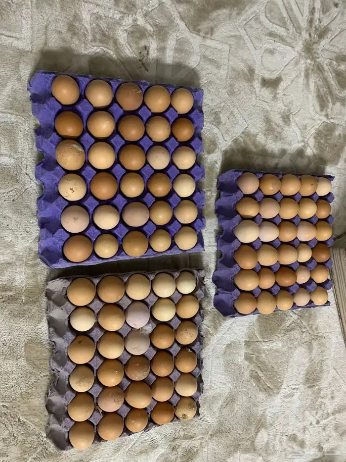 بيض لوهمان بروان الماني 0