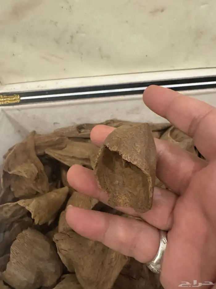 نوادر المروكي ( أندر ووتر ) غطاس   من المقتنيات 4