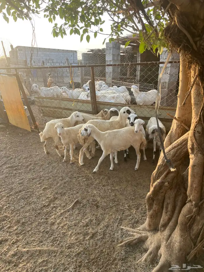 رخيل طيبه فيها الرفيدي وفيها الحري للبيع على السوم 0