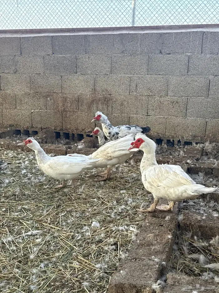 بط مصري بح 0