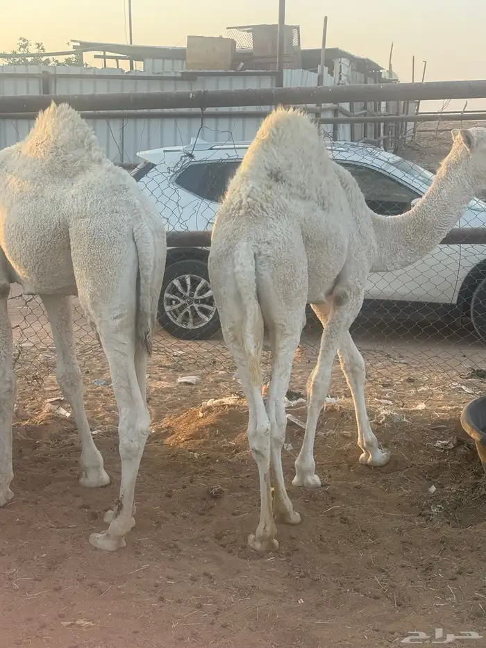 قعدان طيبه فل الفل 2