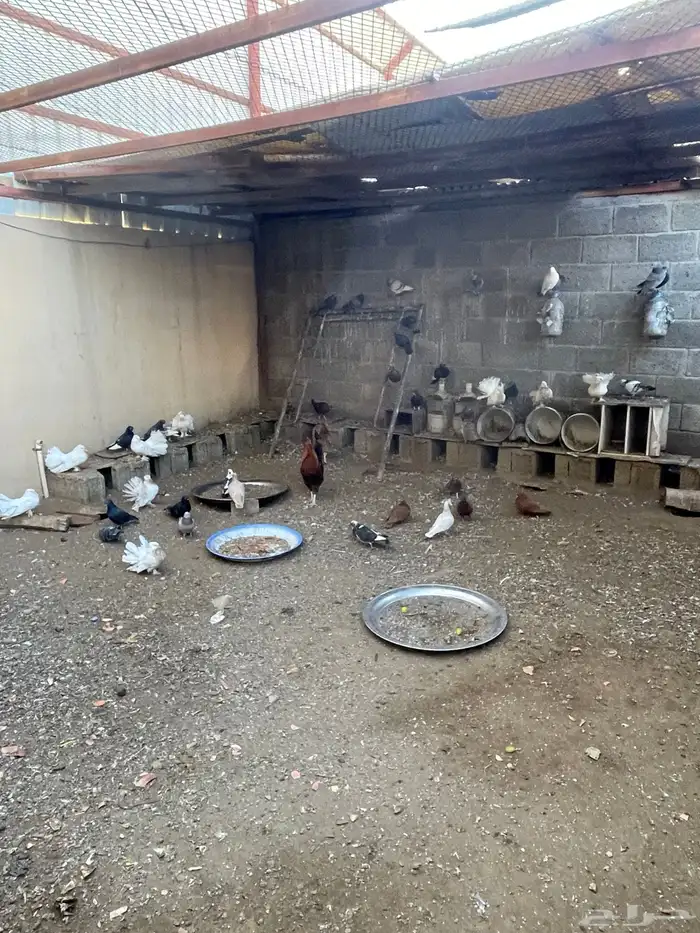 دجاج وحمام 4