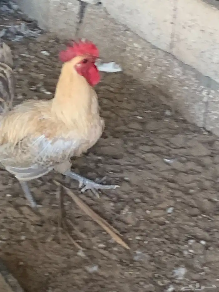 دجاج فيومي جولد صافي 6