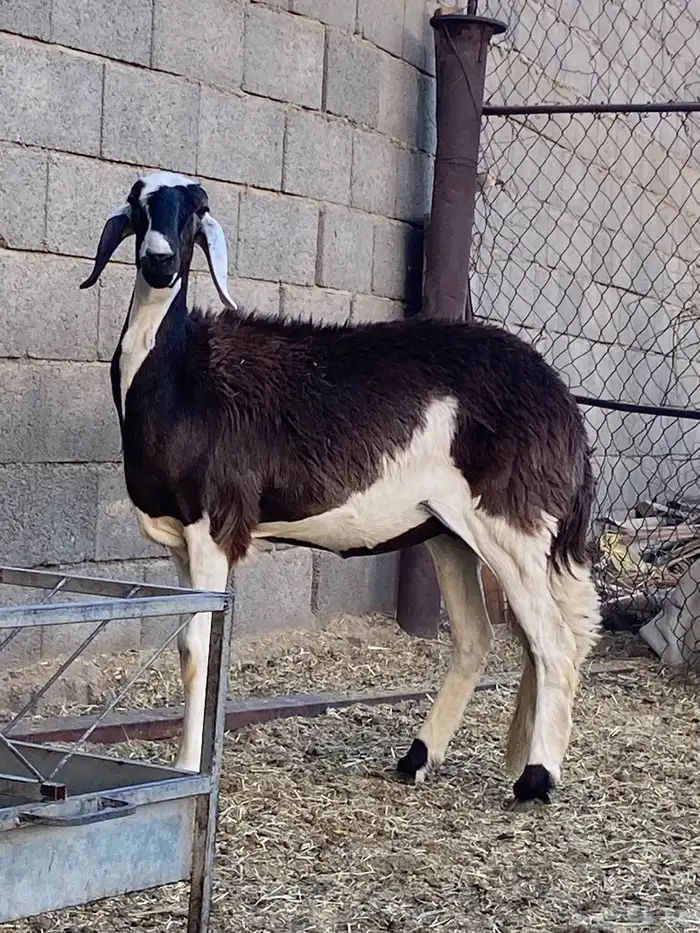 جذعه سواكنيه جرم وجباره 2