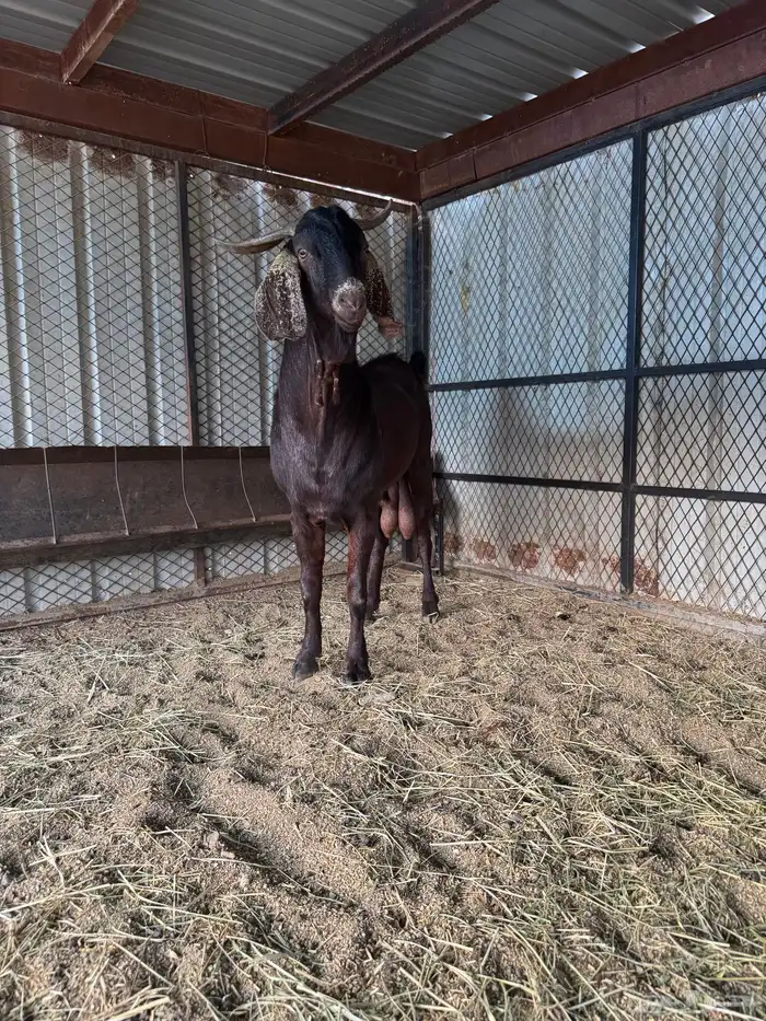 فخلد ادهم و جفار دفاع 1