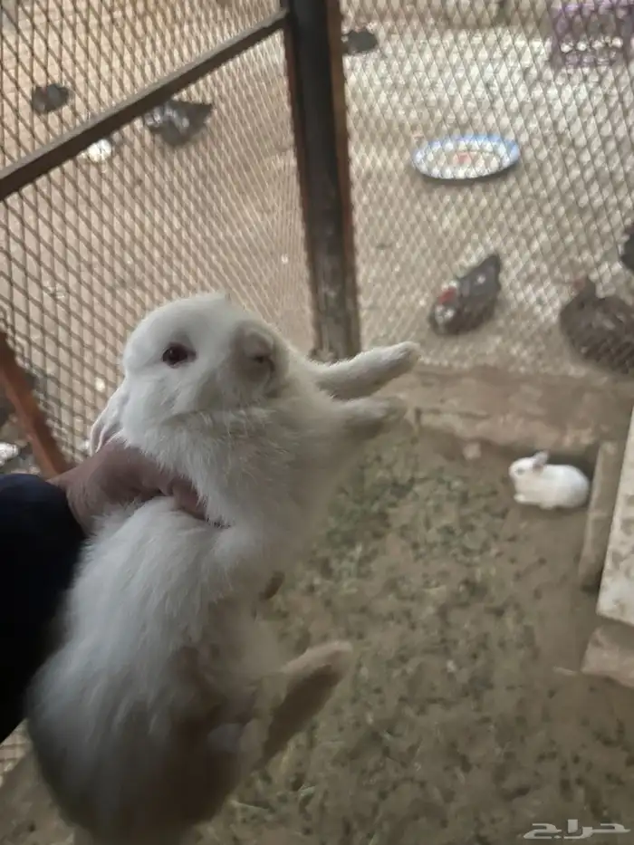 ارانب للبيع 0