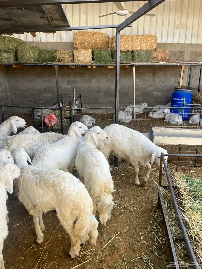 خرفان حريات 1