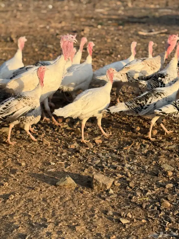 رومي بياض اللون ابيض للبيع 4